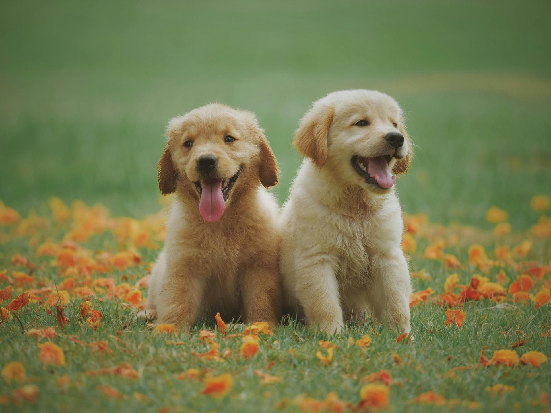 Emergency vets in Easingwold