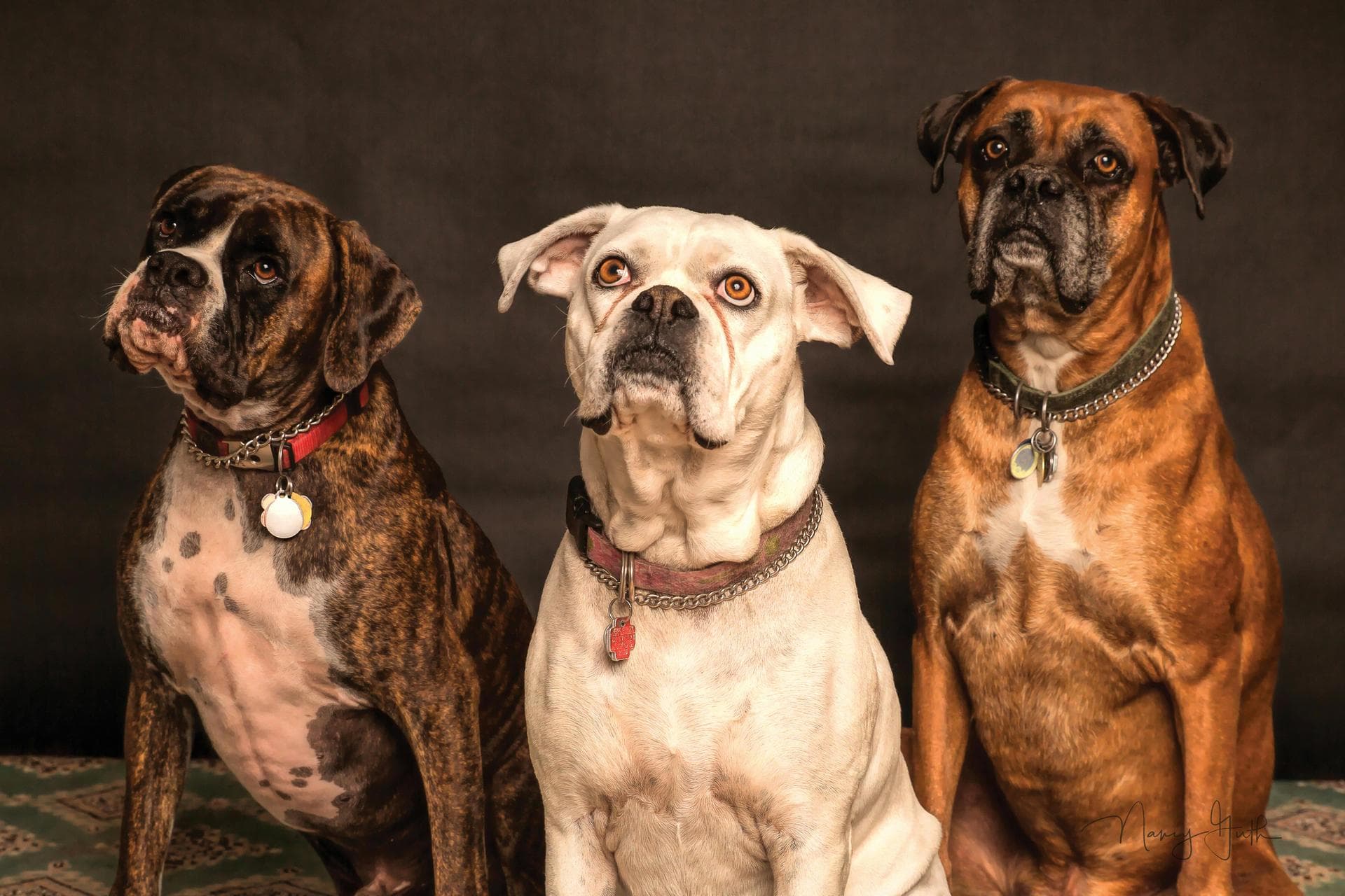 Best Vets in Pickering