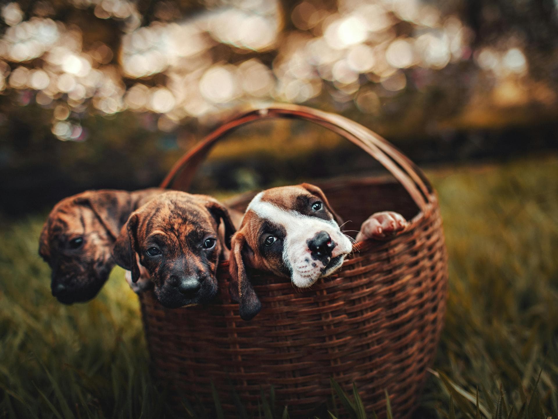 Best Vets in Skipton