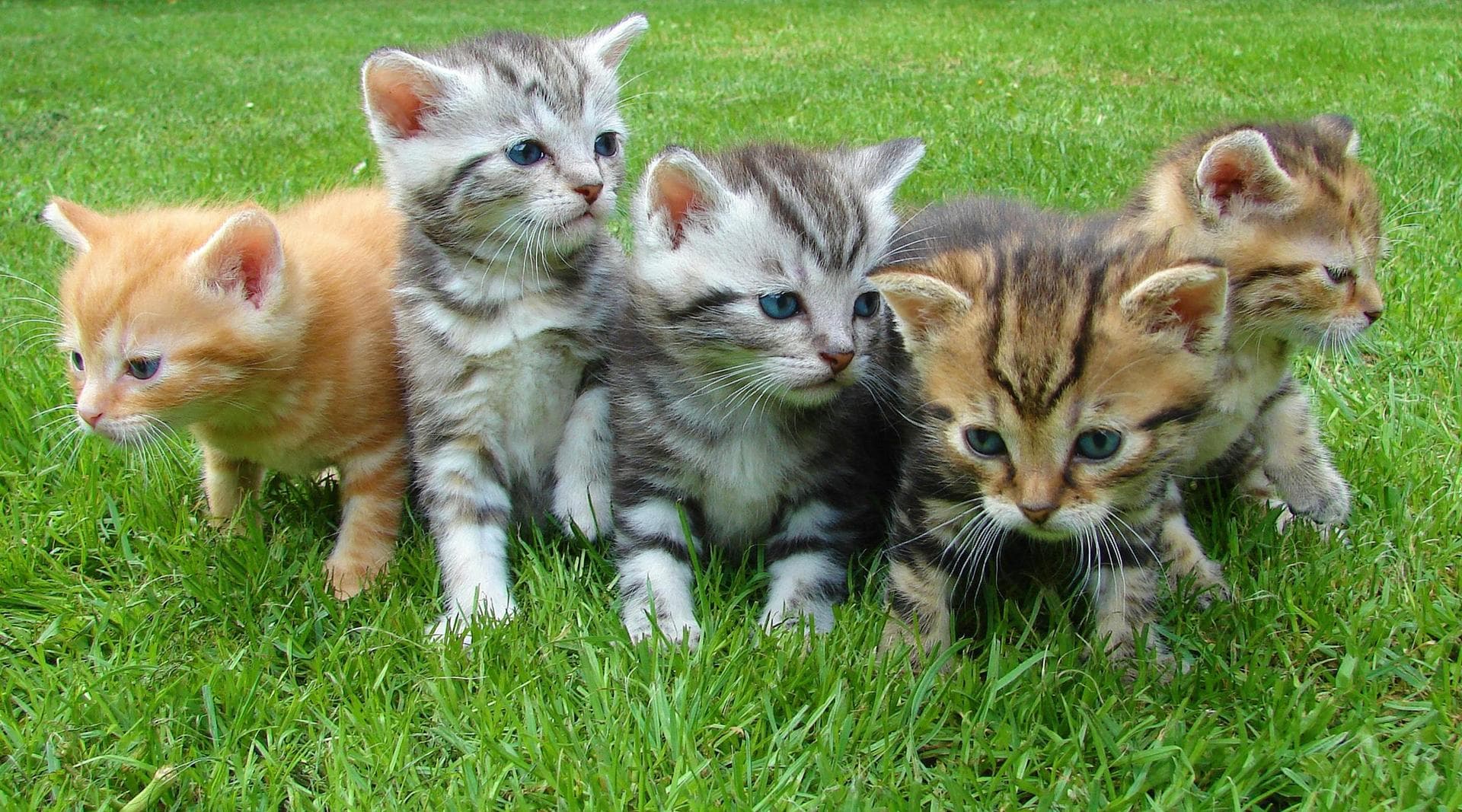 Dog & Cat Vets in Easingwold