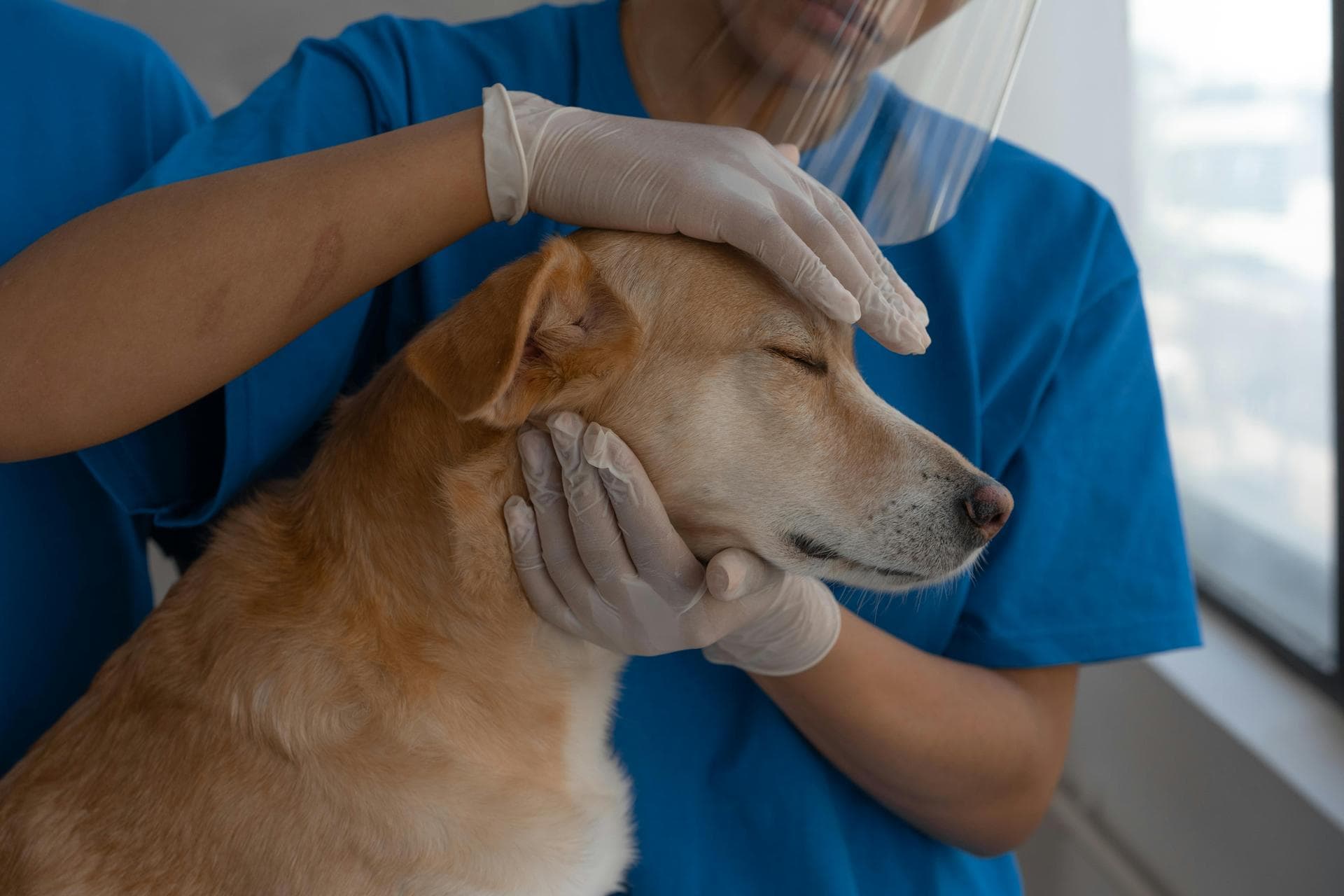 Dog & Cat Vets in Ripon
