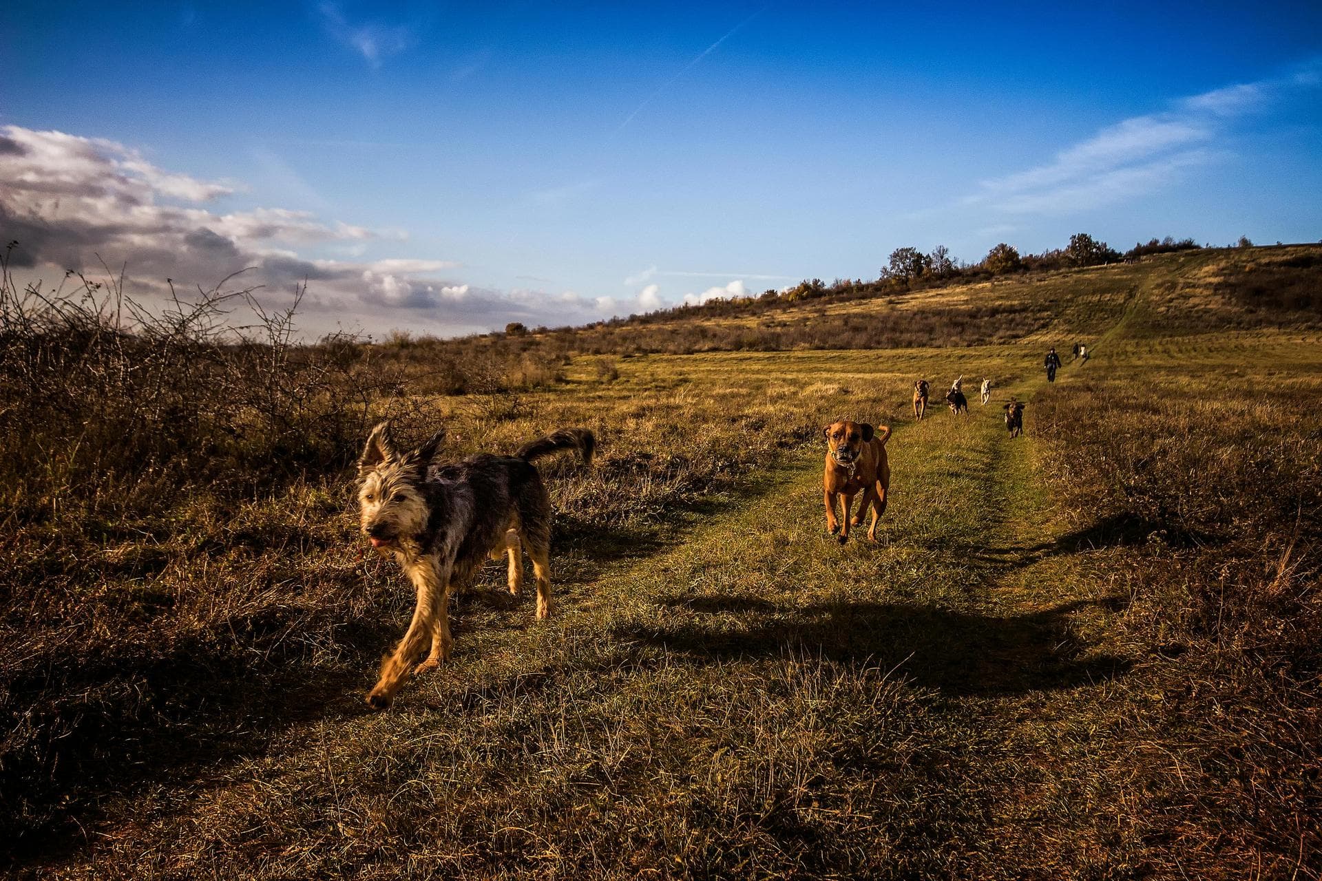 Dog & Cat Vets in Easingwold