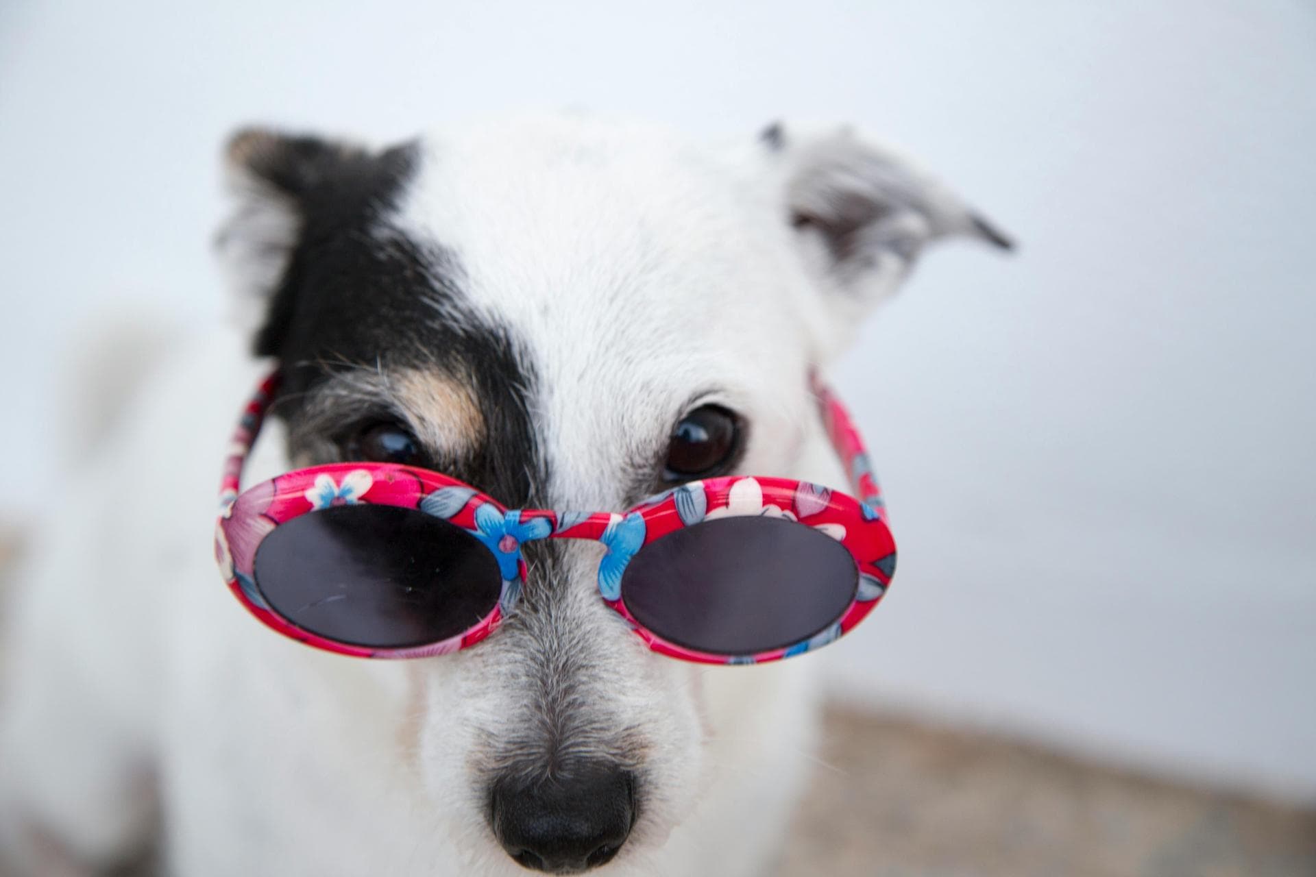 Dog & Cat Vets in Knaresborough