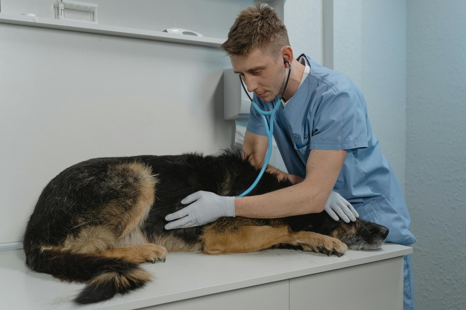 Best Vets in Settle