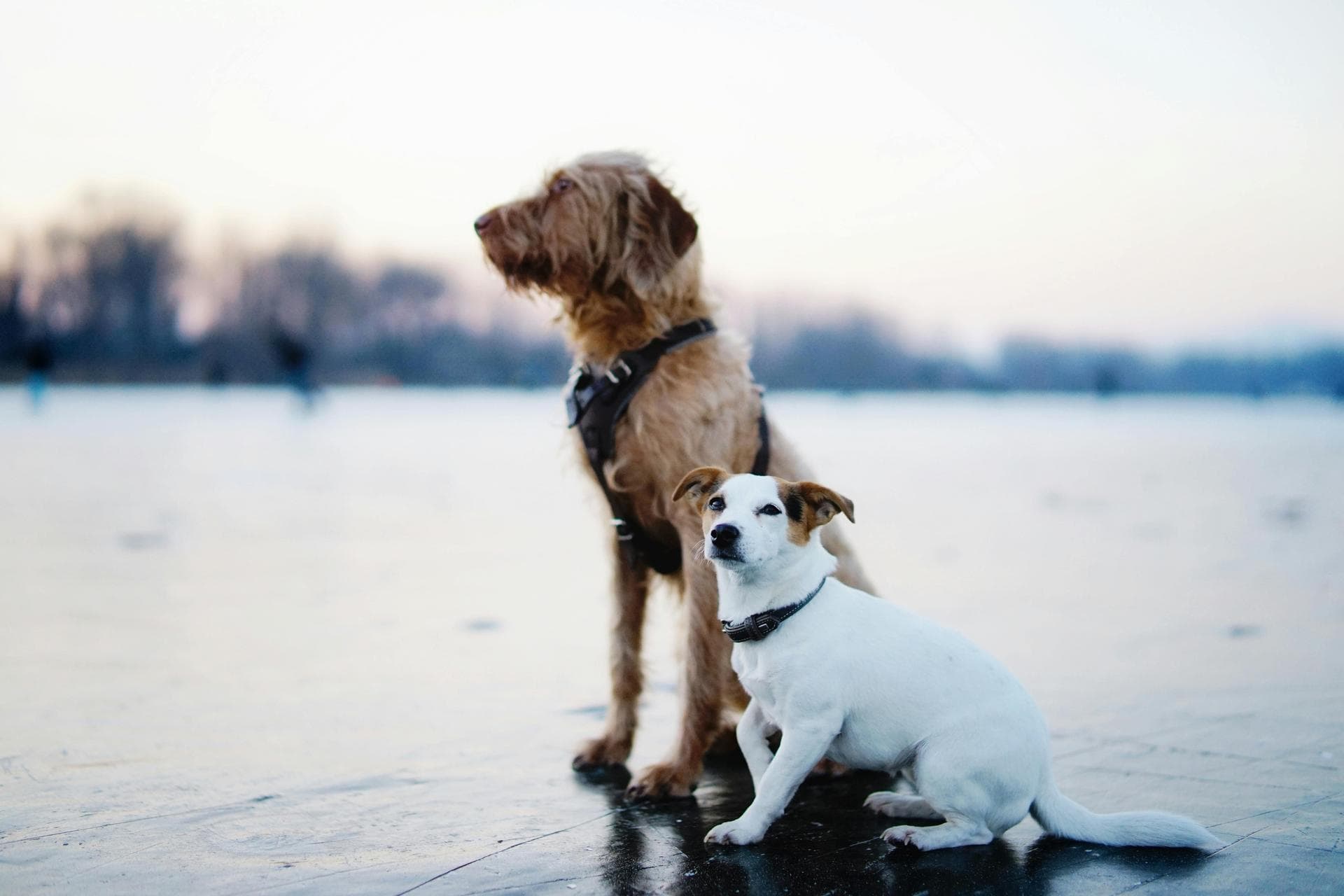 Dog & Cat Vets in Scarborough