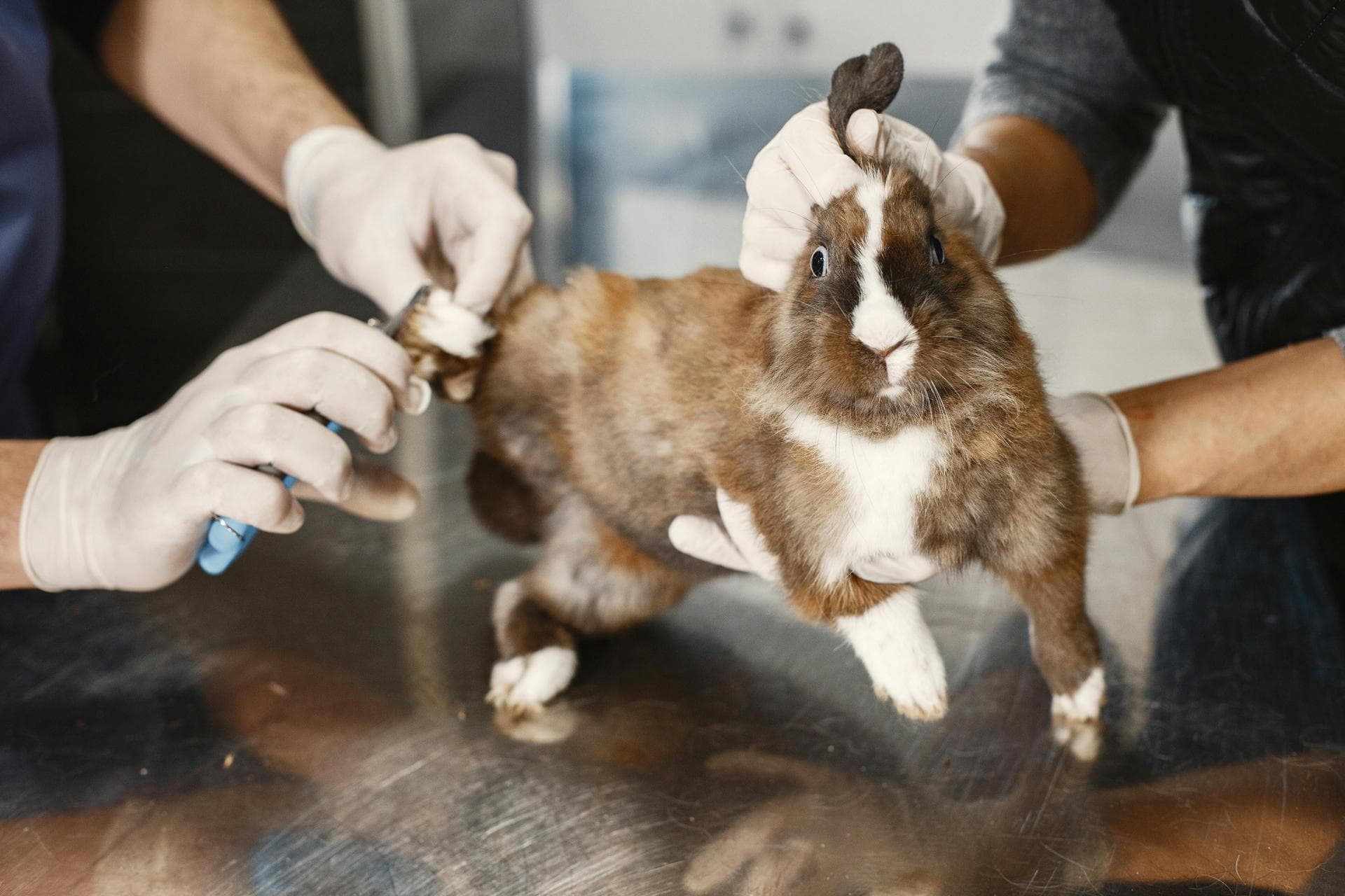 Best Vets in Richmond